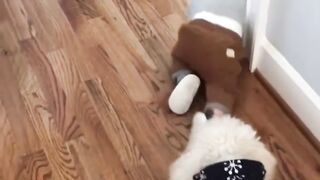 Baby funny video
