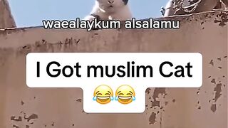 Arabian cat.