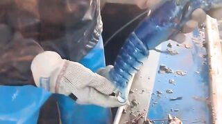 Catching Giant Lobsters For Food