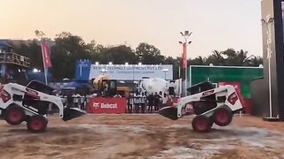 Bobcat dancing