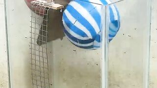 Best mouse trap idea_good rat trap plastic ball #rat #rattrap #mousetrap2022.