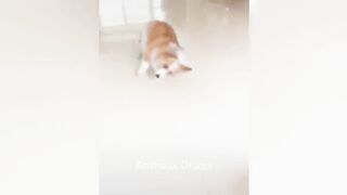 Essayer de ne pas rire ????meilleur chat et chien drôle ????partie  Animaux Drôles