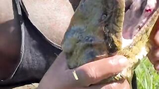 16 ft green anaconda watch