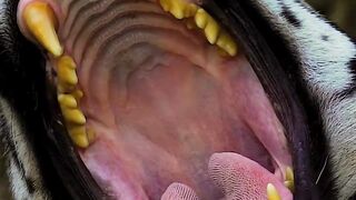 Very nice video