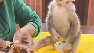 Baby monkey | lovely | cute heart warming