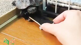 a turtle having fun