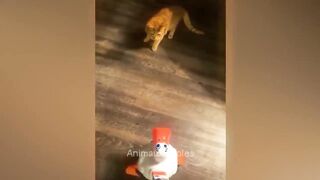 Essayer de ne pas rire ????meilleur chat et chien drôle ???? Animaux Drôles