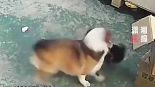 The cat boss is covering you! My own dog was bullied by an outside dog.