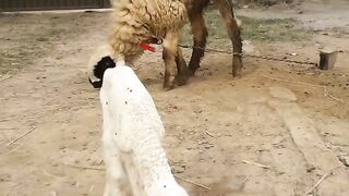 New bakra baby