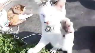 cat with hay fever