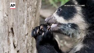 Andean bears at San Diego Zoo enjoy honeycomb treats.