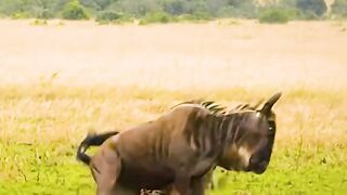Claws vs. Cunning: A Jungle Showdown Between Tiger and Hyena