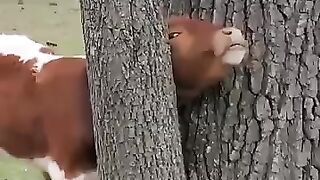 Farmer helps stuck cow in tree