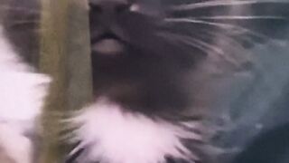 Funny videos