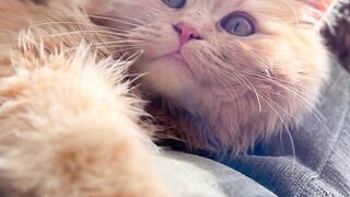 Does raising cats have drawbacks? #mix #breeding_cats #meow_mania
