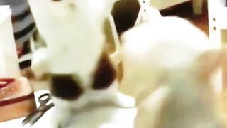 funny cat dog animals (23)