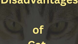 Disadvantages of Cat  Raising #mix #raising_cats #cat_breeding