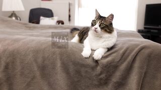 Disadvantages of Cat Ownership #mix #cats #breedingcats