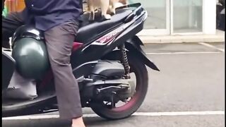 smart and funy cat