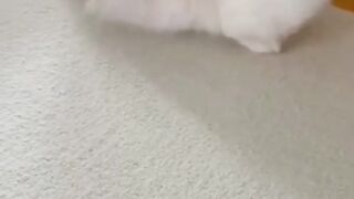 Cute cat moment  ???? (01)
