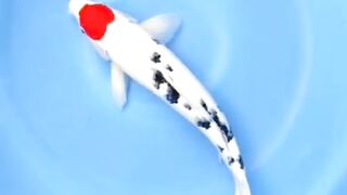 Fish koi