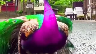 Beautiful Peacock| Short video