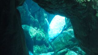 Animal life under the sea Part-2
