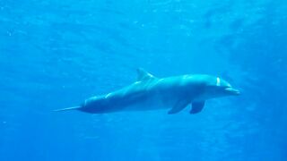 Animal life under the sea Part-1