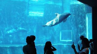 Animal life under the sea Part-3