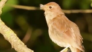animal videoپرندے