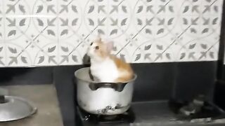 Cook the cat until it burns#fyp