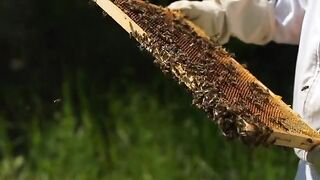 Wasp Farm Part-1