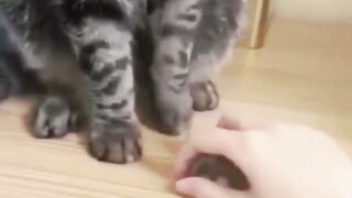 funny cat dog animals (24)