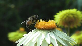 Wasp Farm Part-2
