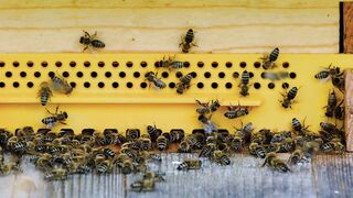 Wasp Farm Part-3