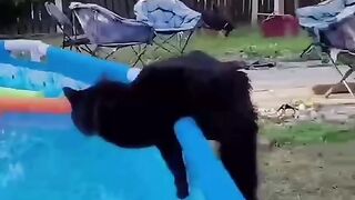 funny cat dog animals (25)