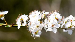 Wasp Farm Part-4