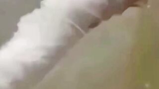 #funny #cat #dog #animals (26)