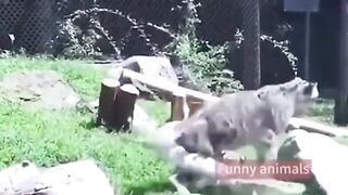 So funny video