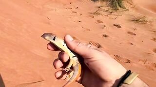 Beautiful crechar in sand