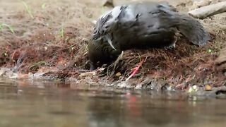 The Platypus - a venomous, egg-laying mammal. In 1799, scientists