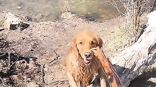 A golden retrieval!