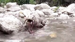 Powerful Attacks Of Komodo Dragon In Wild Animals