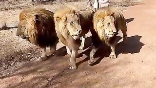 The Lion