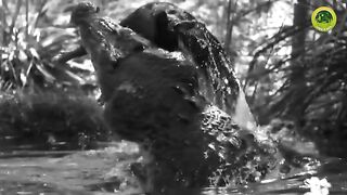 Crocodile Vs Komodo Dragon