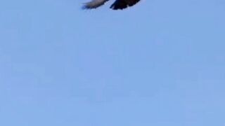 Black pigeon flying and landing