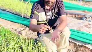 Farming video
