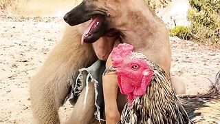lovely Animals Are Famous, Best SokYaa Video #shorts.