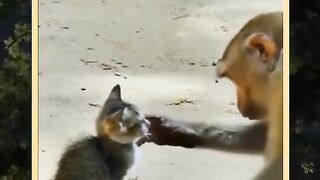 lovely Animals Are Famous, Best SokYaa Video #shorts.
