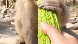 Monkey gets angry | funny ????